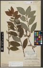 Foto von Salix appendiculata Vill. x Salix caprea L.